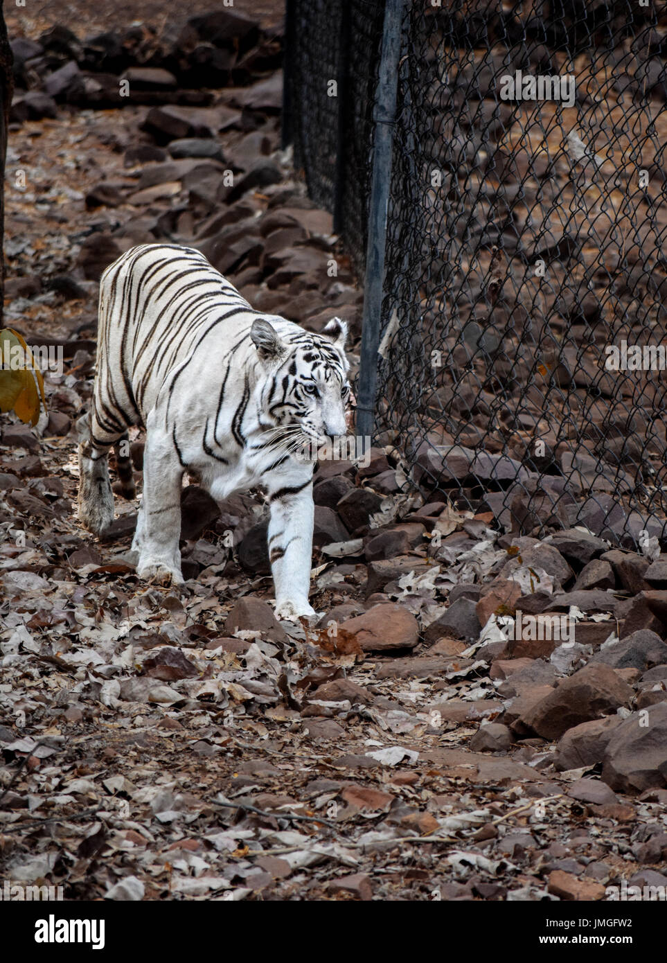 The white tiger..when the normal one is not beautiful enough! Stock Photo