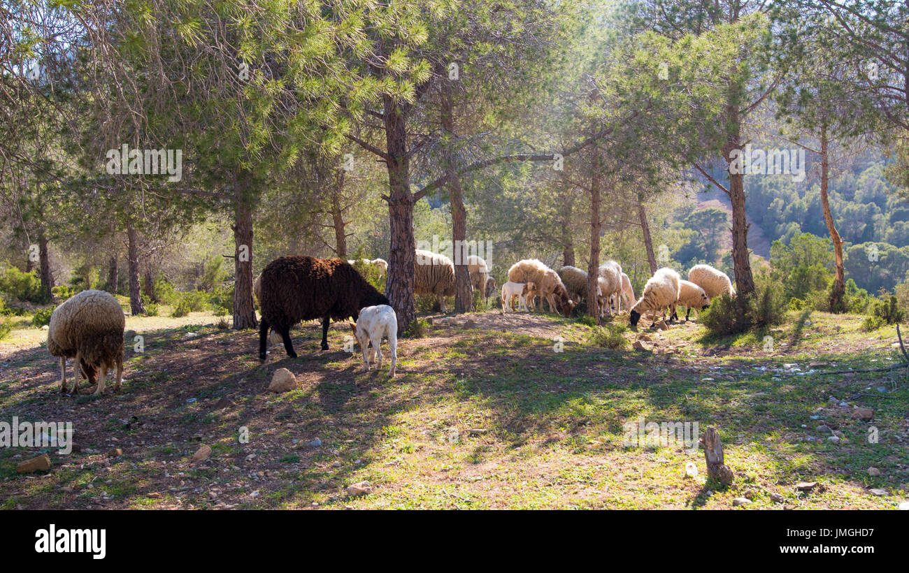 A flock of sheep in the mountains Stock Photo - Alamy