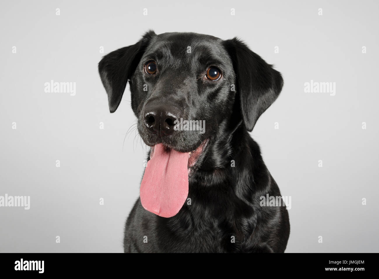 Portrait of a black Labrador Retriever (male, 3 years) in the UK Stock ...