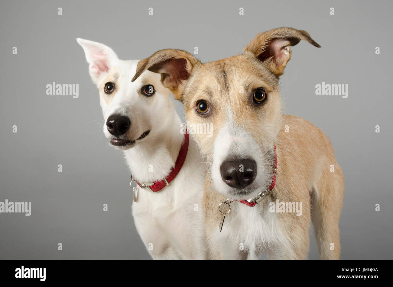 Lurchers, ex rescue dogs, UK Stock Photo Alamy