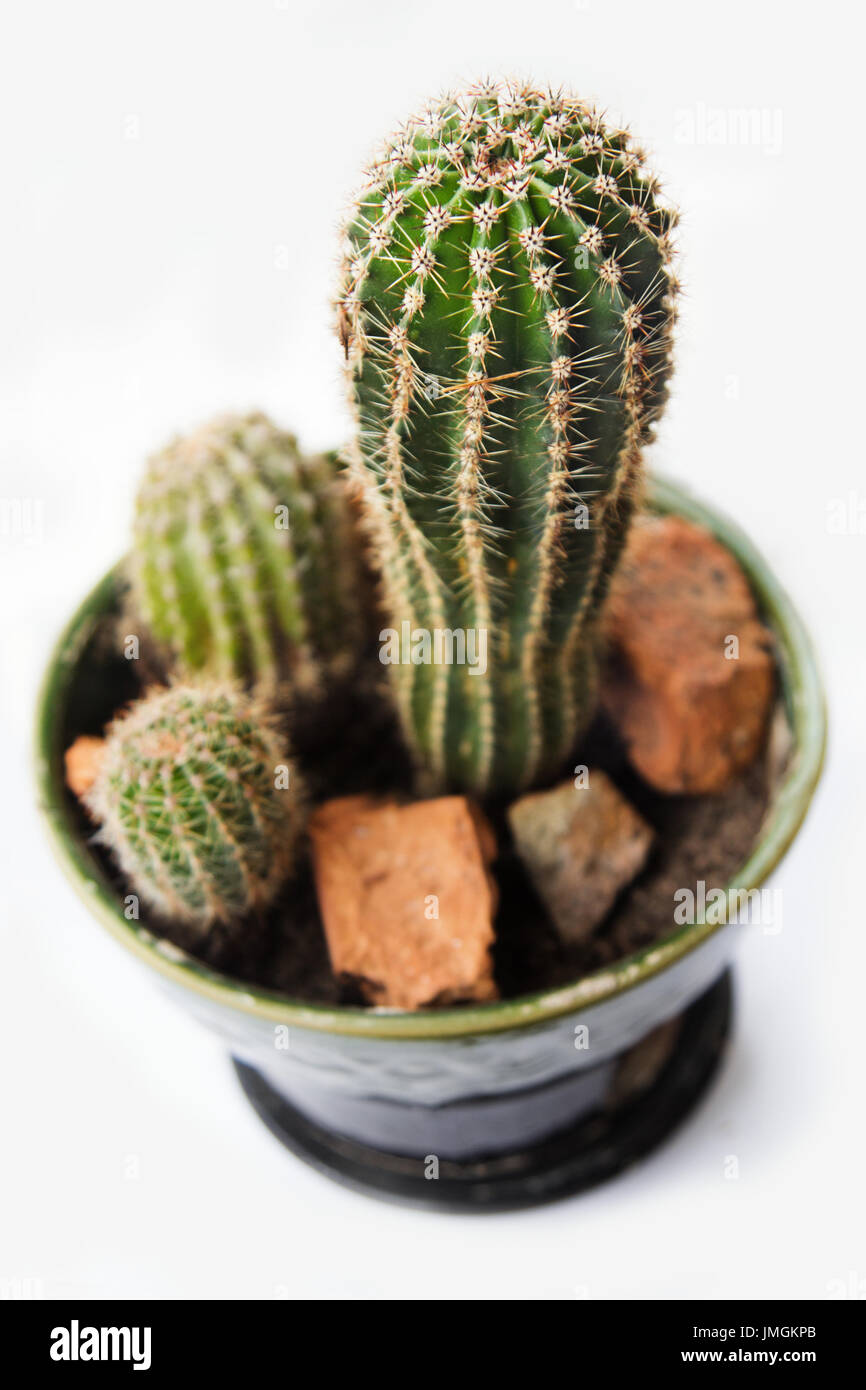Houseplant Cactus In Flower Pot on Window Sill, Top View Stock Photo