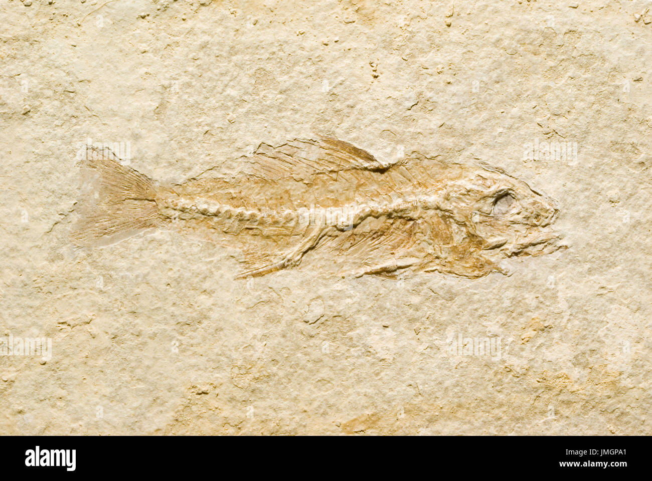 Fossil Fish Stock Photo