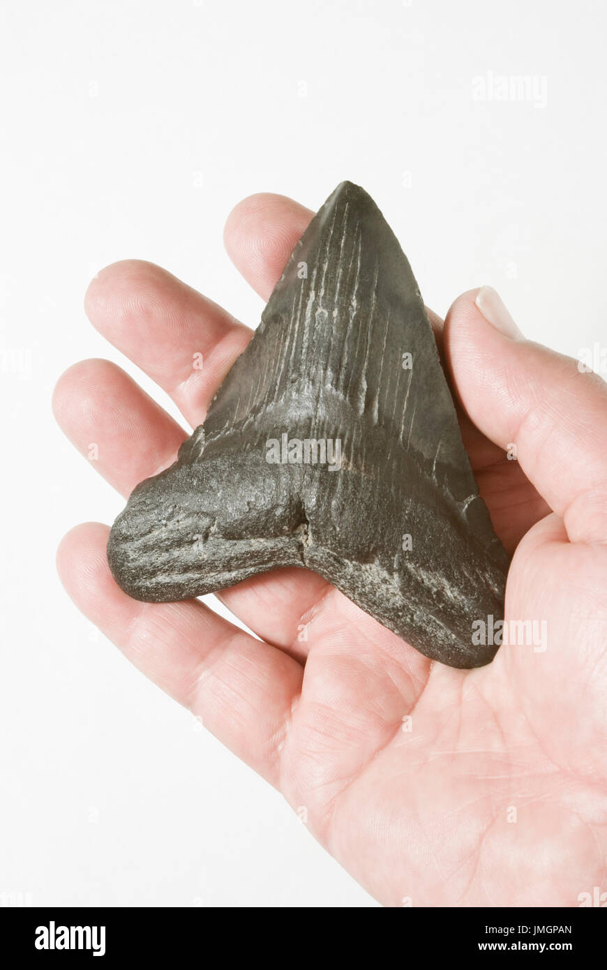 Megalodon Shark Tooth Stock Photo