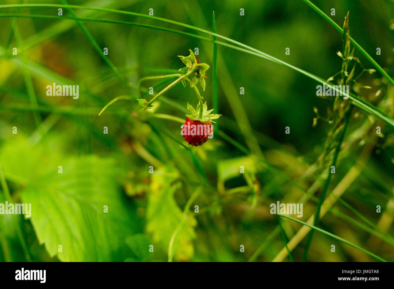 Maturing forest hi-res stock photography and images - Alamy
