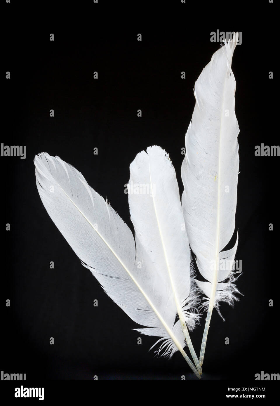 White feathers from a swan. A white feather was given out as a sign of cowardice, particularly in the first world war. Stock Photo