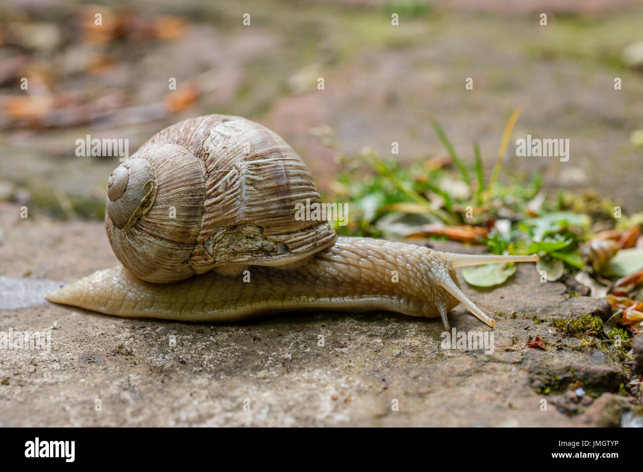 Roman Snail Helix pomatia Stock Photo Alamy