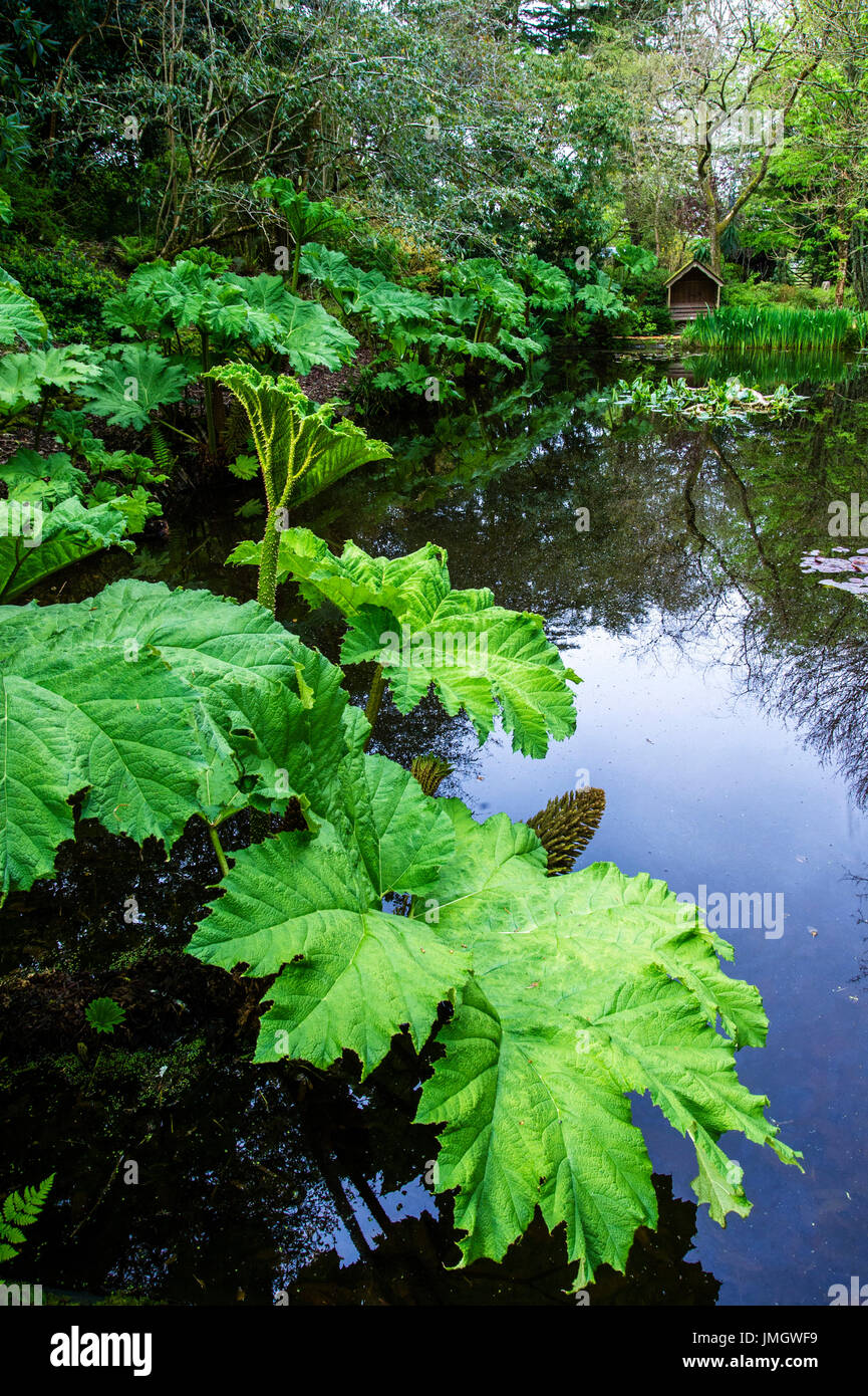 Gunnera manicata  in the water garden - Pinetum Park and Pine Lodge Gardens Stock Photo