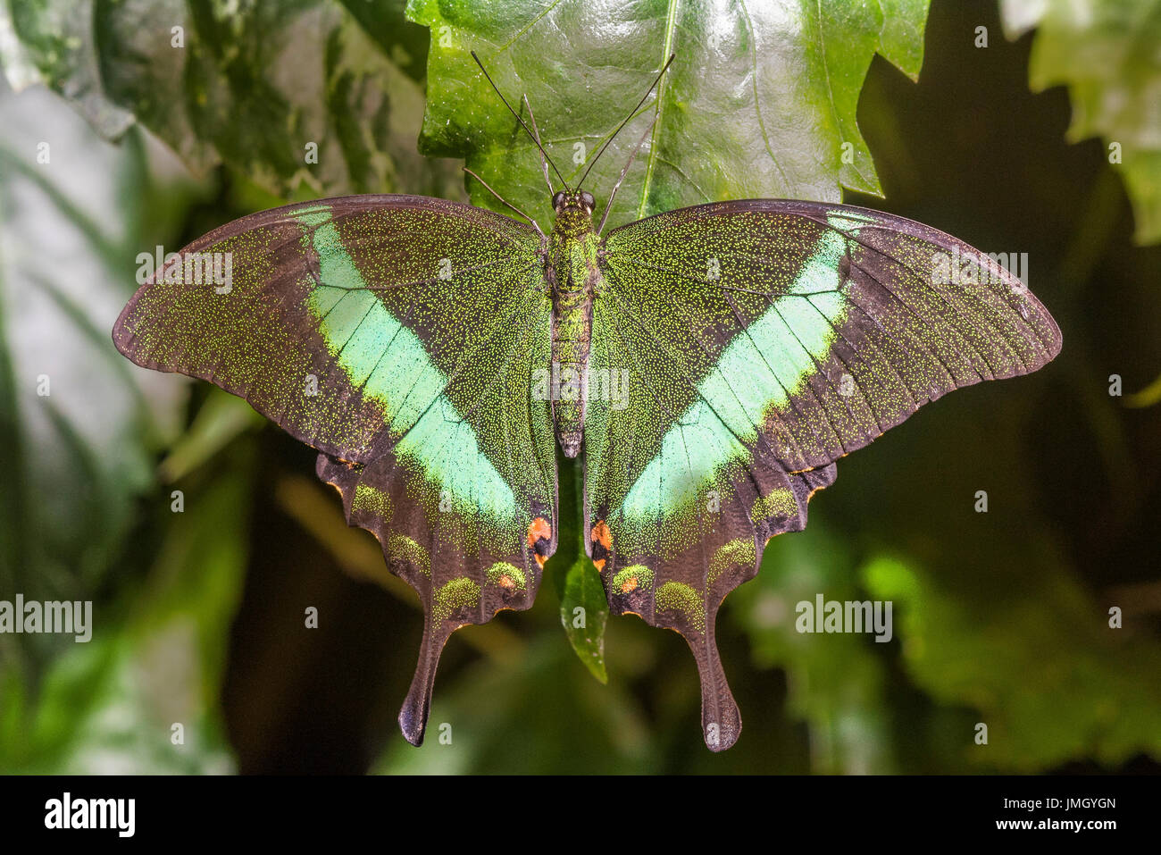 The Green-banded Swallowtail butterfly Stock Photo