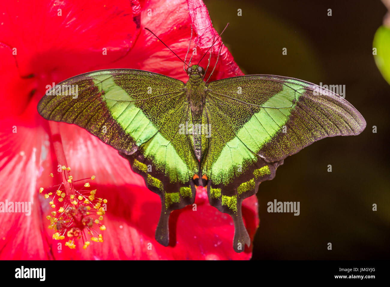 The Green-banded Swallowtail butterfly Stock Photo