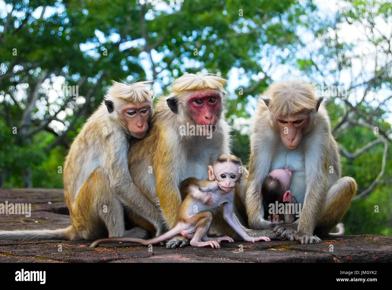 Monkey Family Monkey Family