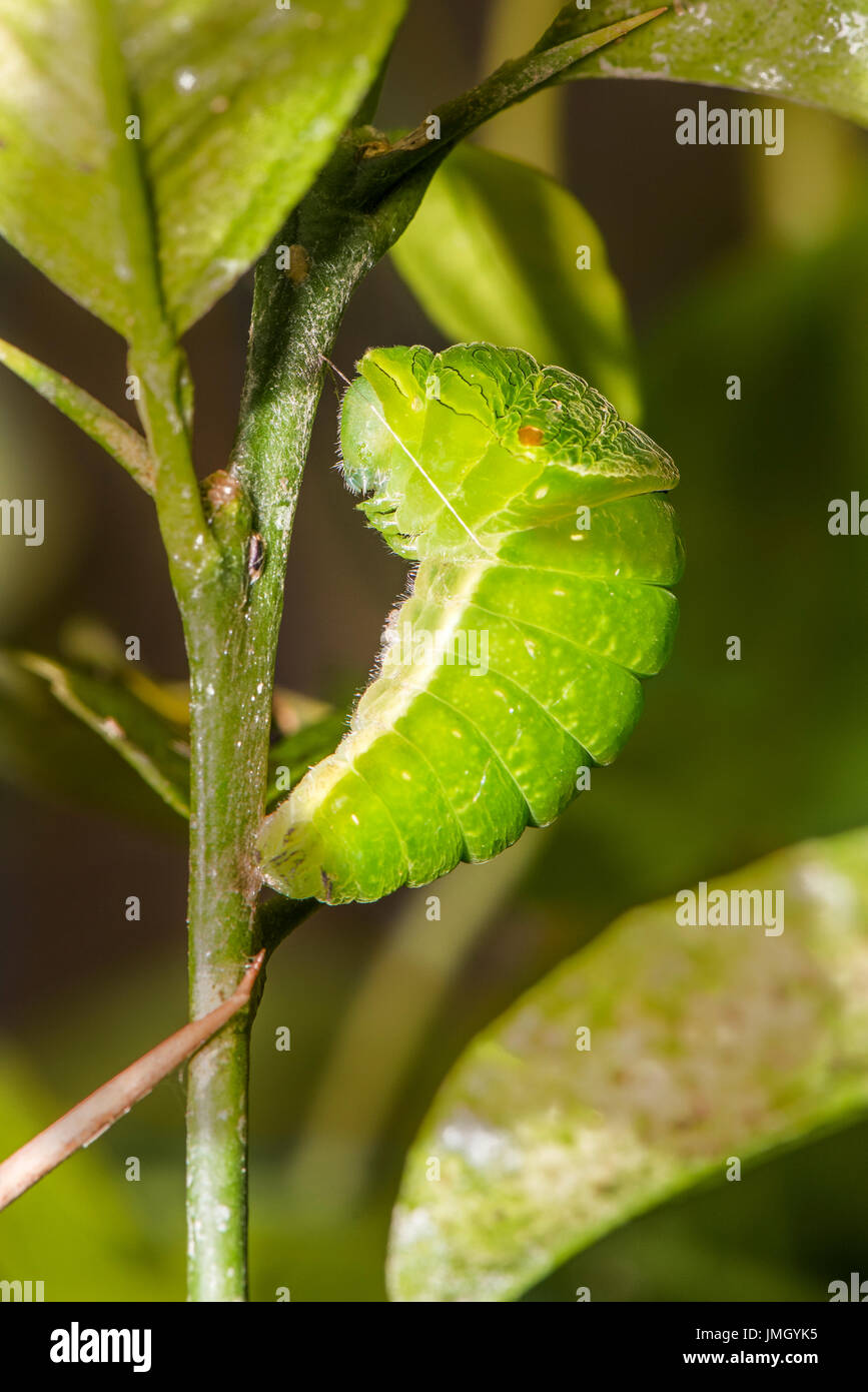 A pupating larva of the Paris Peacock butterfly Stock Photo