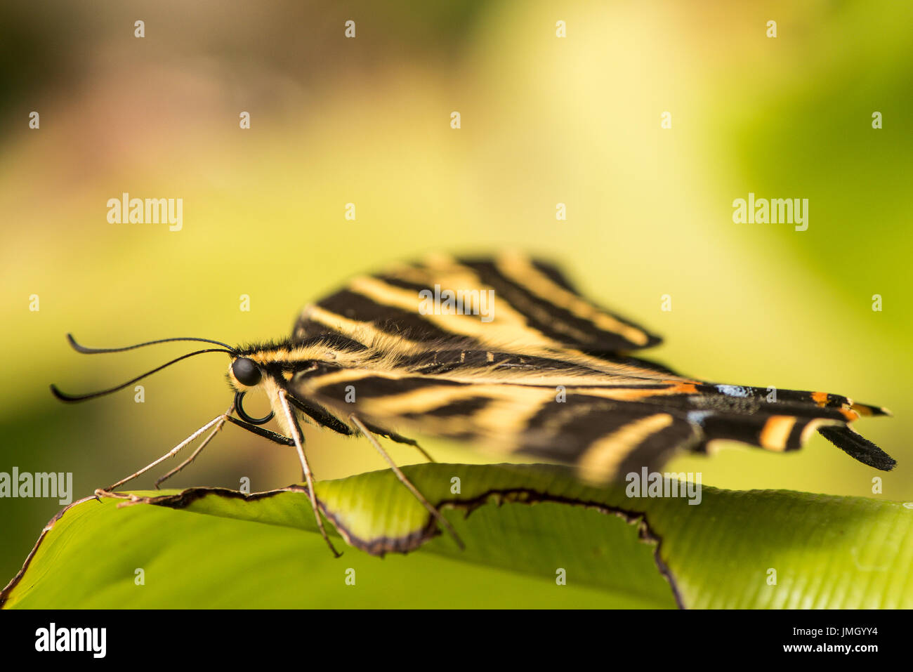 A Three-tailed Tiger Swallowtail Stock Photo