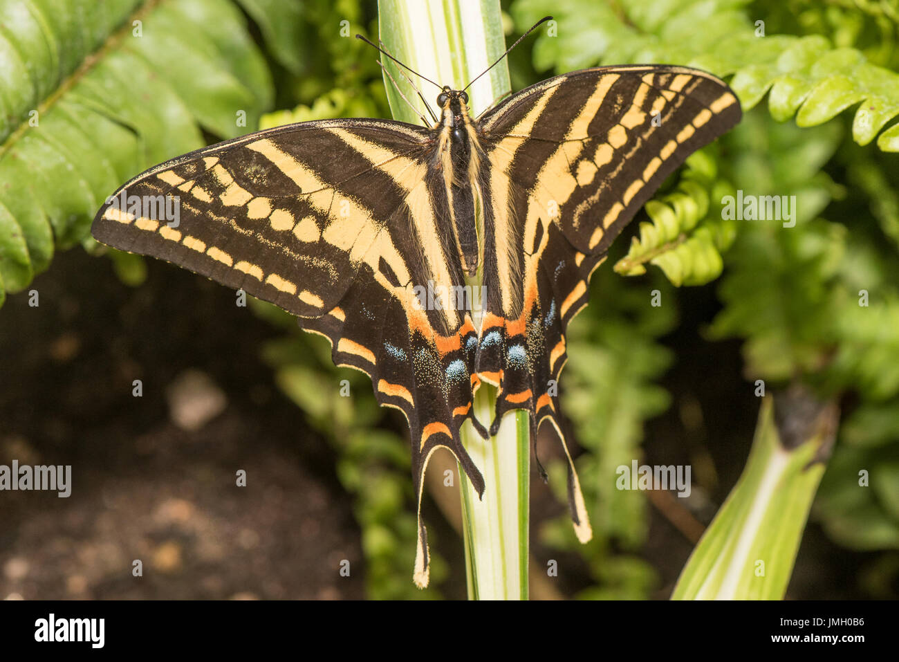 A Three-tailed Tiger Swallowtail Stock Photo