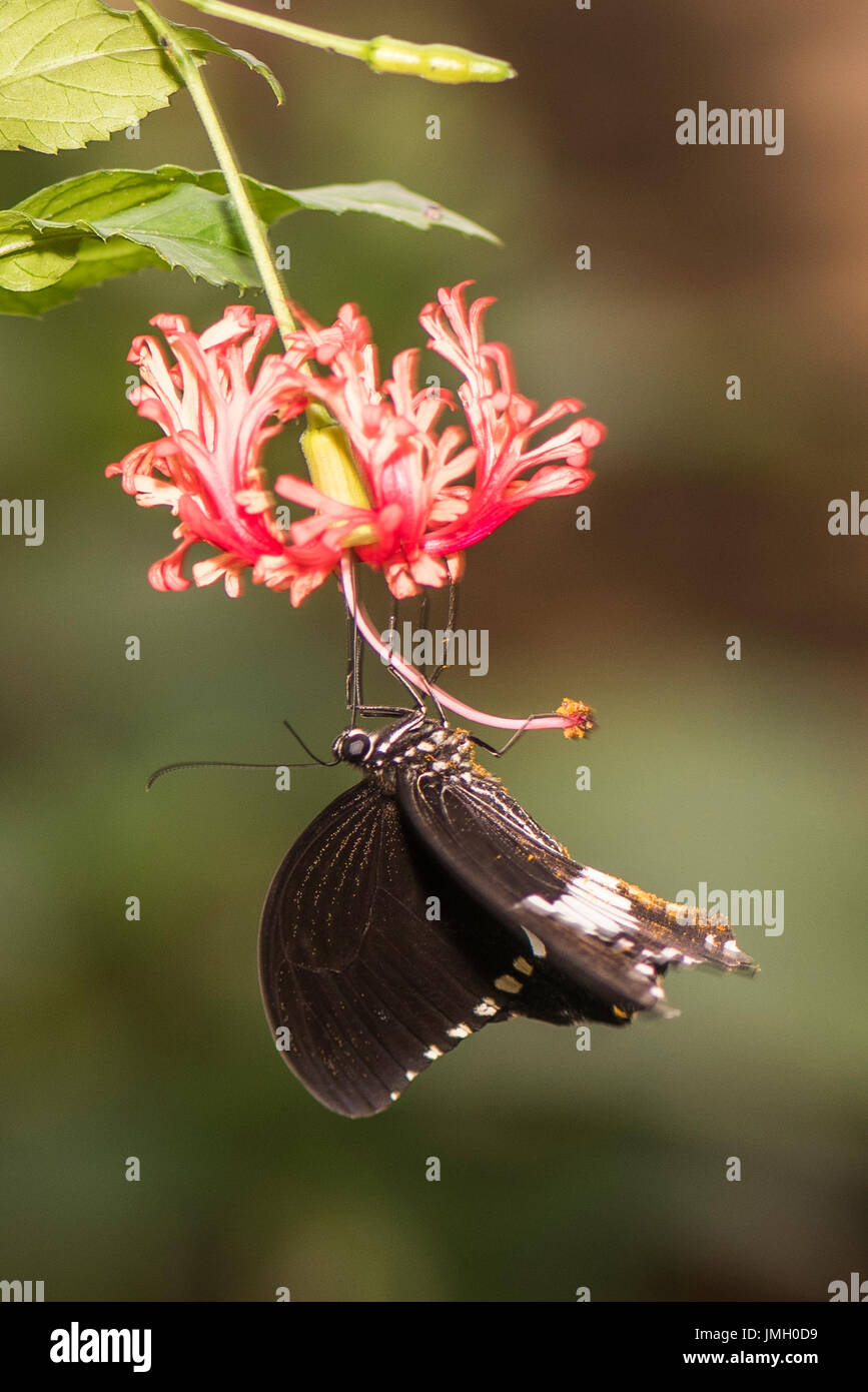 A male Common Mormon butterfly feeding Stock Photo