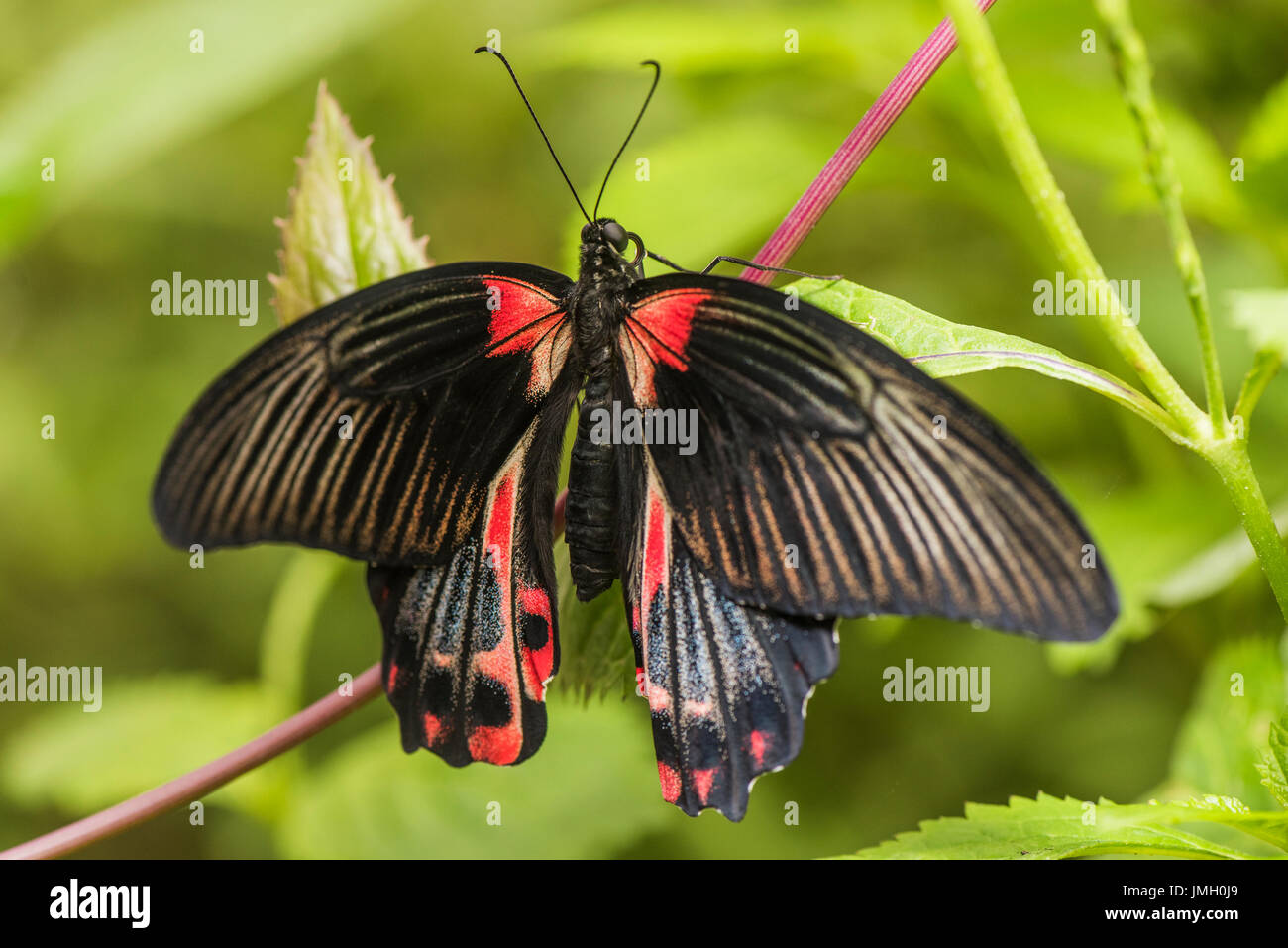 A n adult Scarlet Mormon butterfly Stock Photo - Alamy