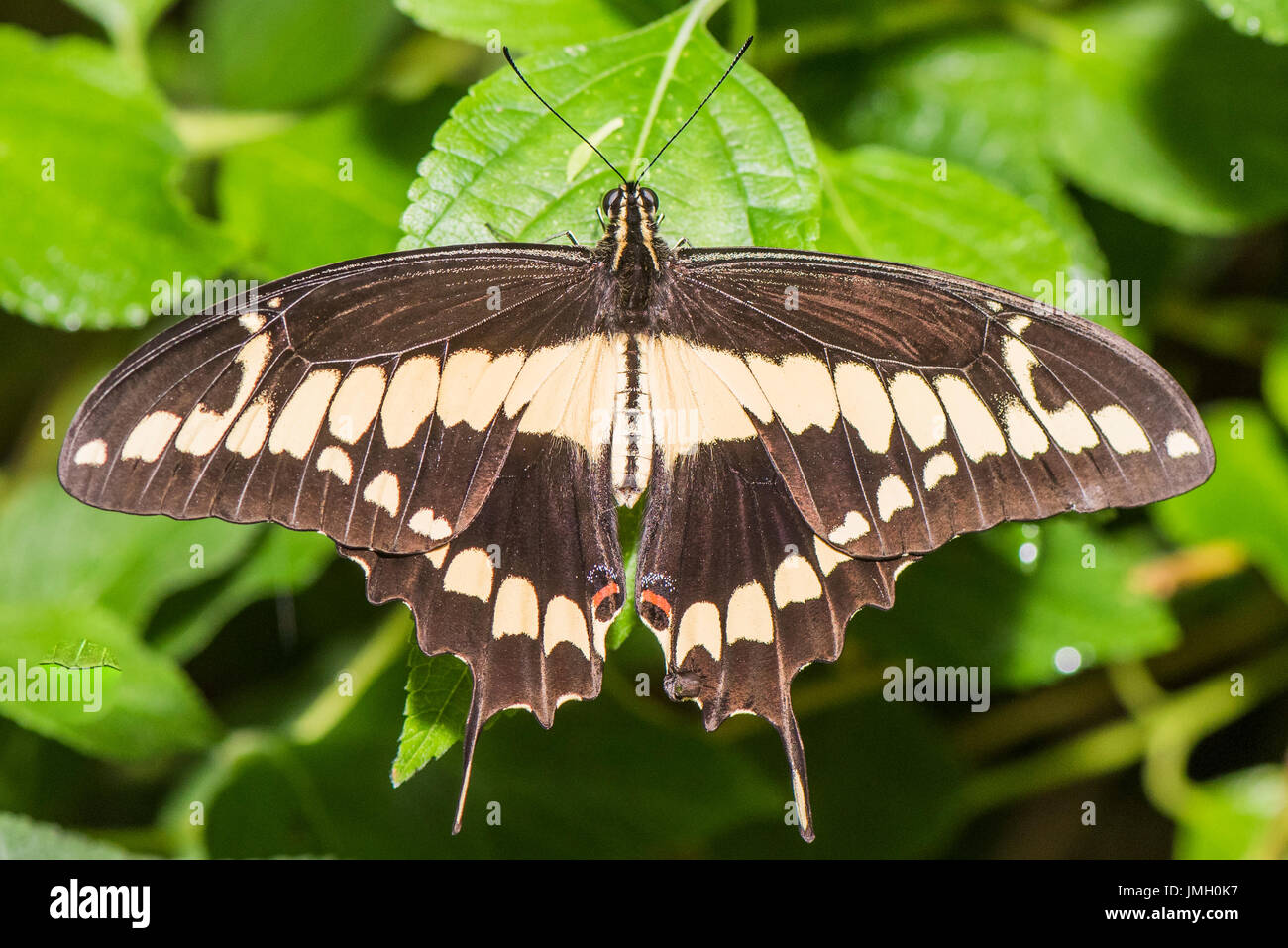 An adult Thoas Swallowtail butterfly Stock Photo