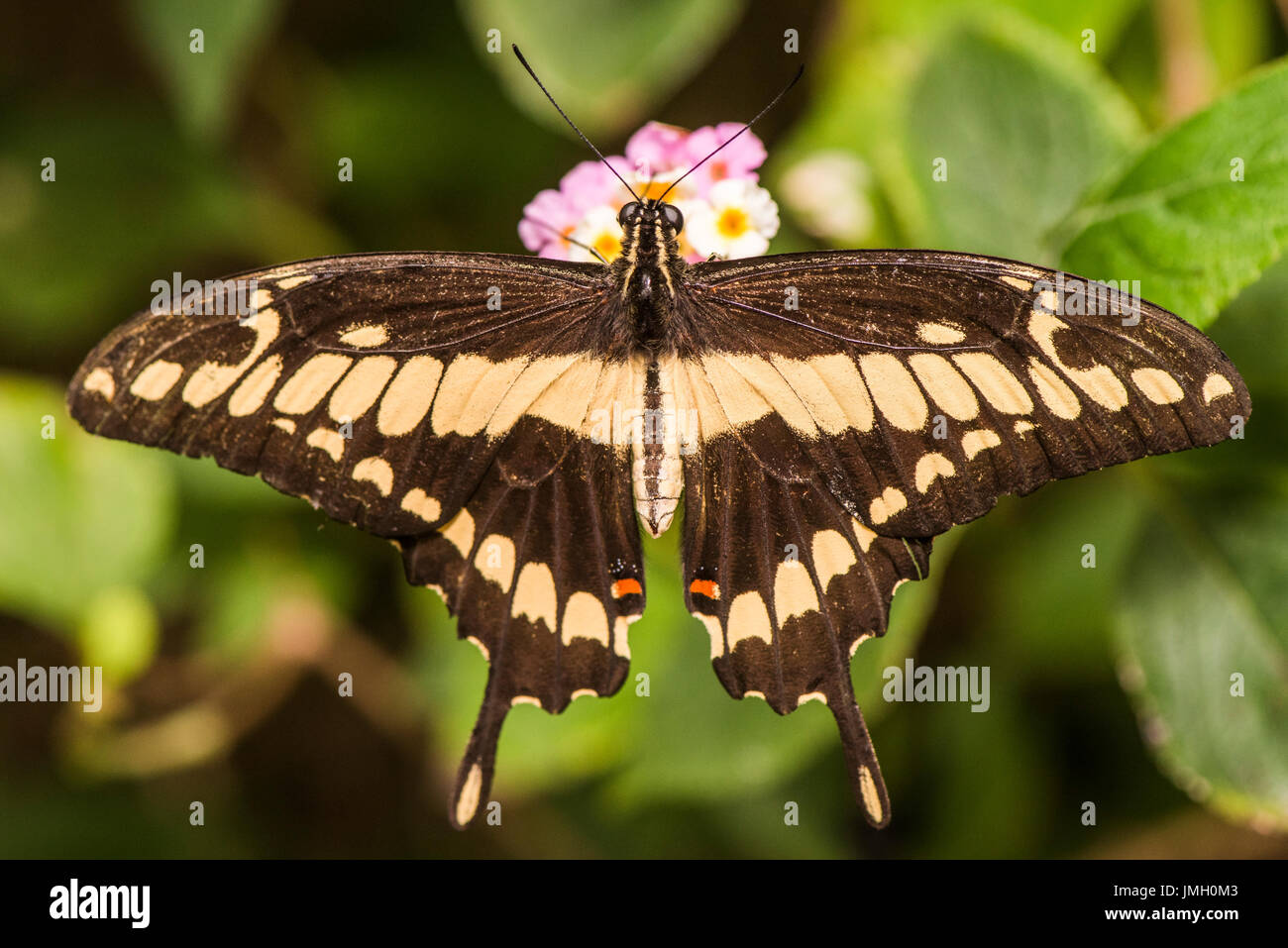 A feeding adult Thoas Swallowtail butterfly Stock Photo