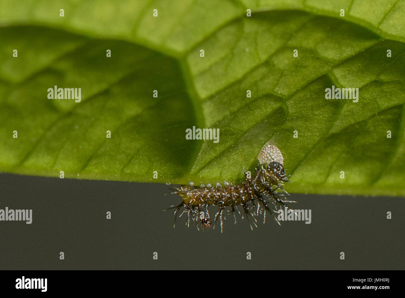 A newly hatched larva of the Clipper butterfly eating its shell Stock Photo