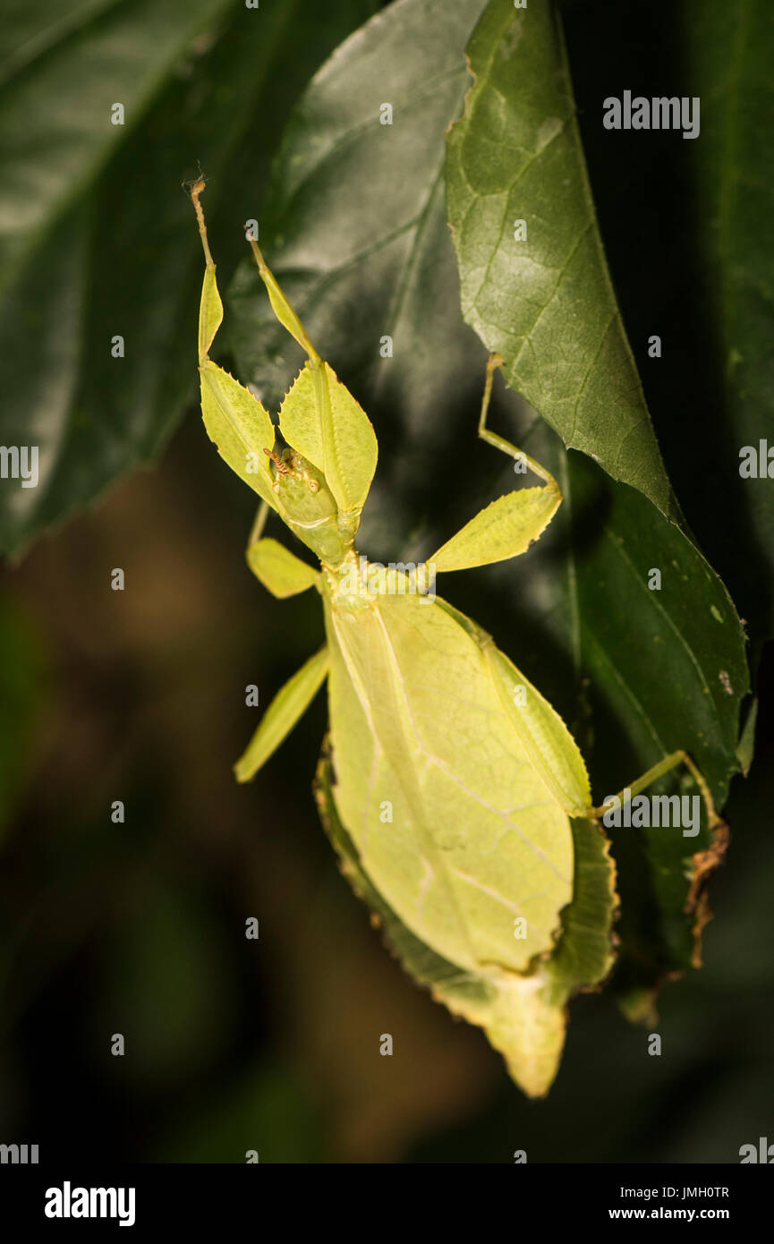 A Leaf insect on a leaf Stock Photo