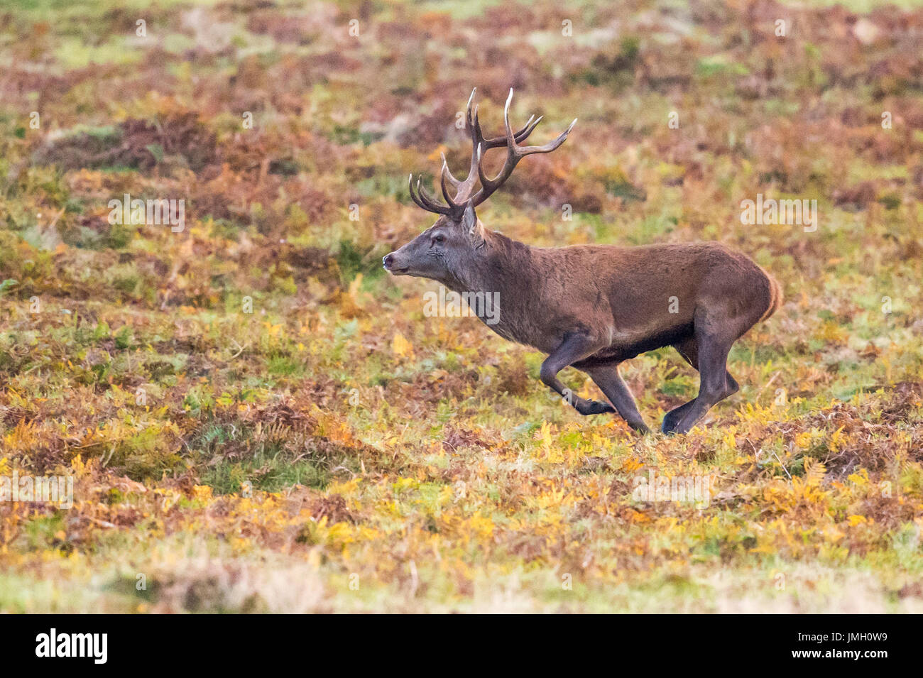 A Red deer stag during the rutting season Stock Photo