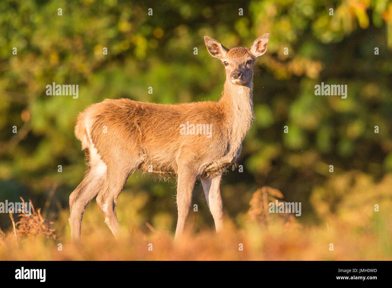 A Red deer hind during the rutting season Stock Photo Alamy