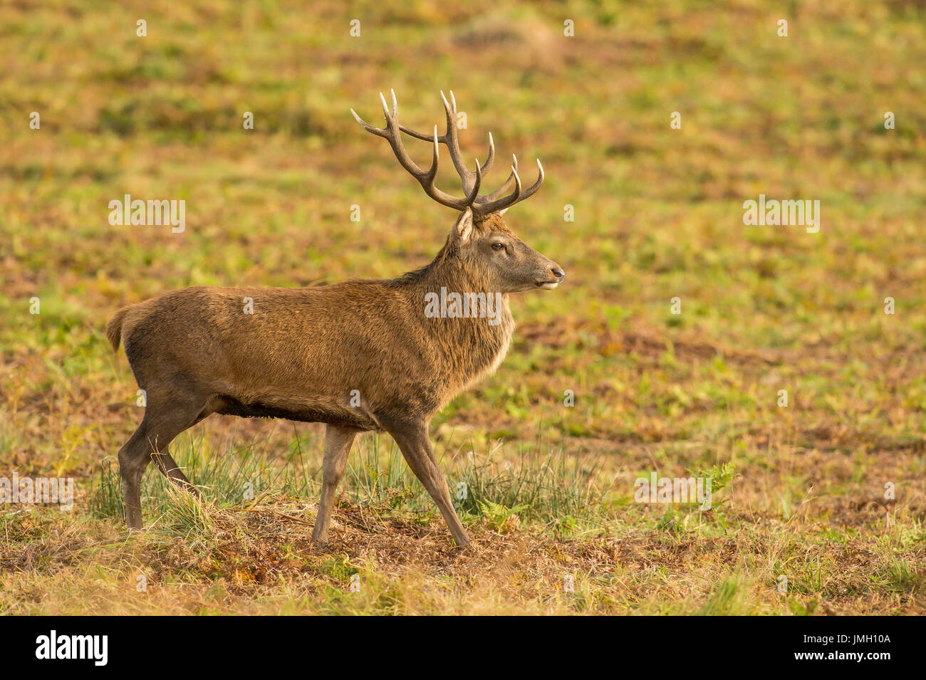 A Red deer stag during the rutting season Stock Photo