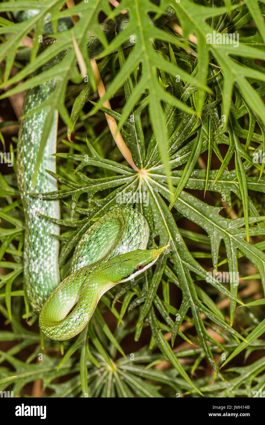 A Rhinoceros Rat snake climbing though a plant Stock Photo