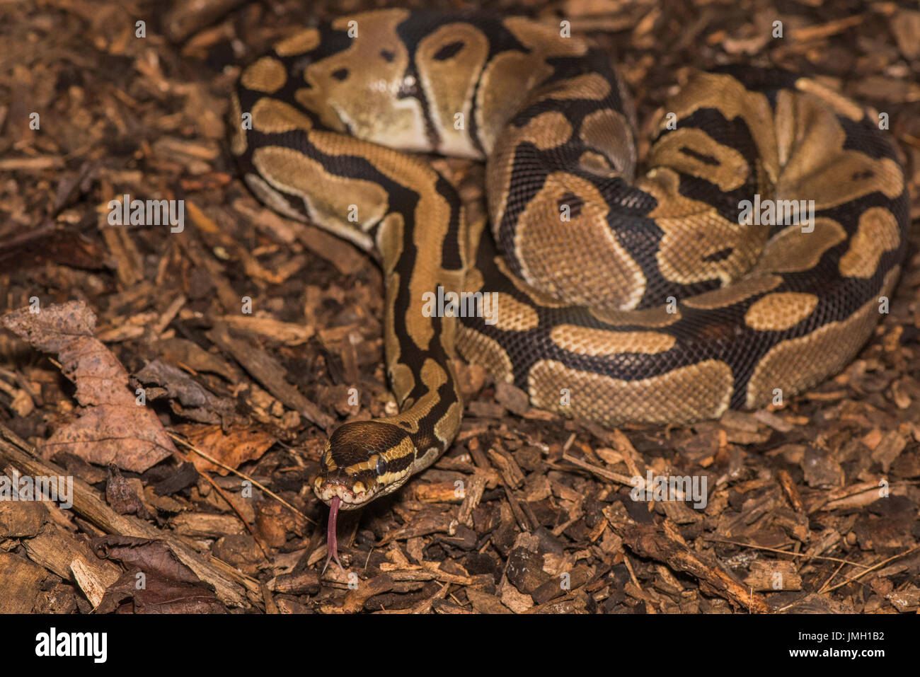 A small ball python snake soaking in a tub of water Stock Photo - Alamy