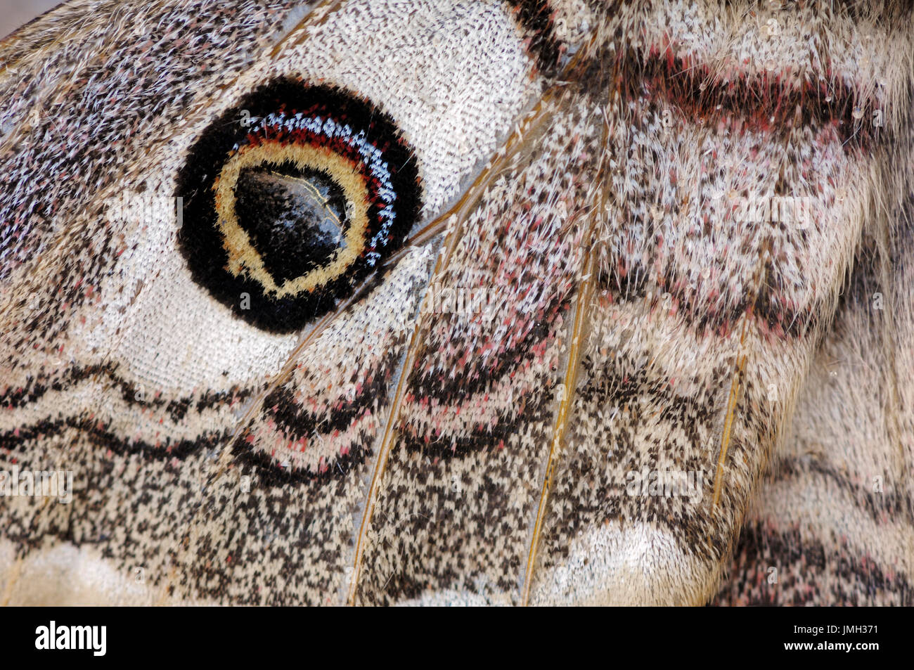 Emperor Moth, female, wing detail, Provence, Southern France / (Saturnia pavonia) | Kleines Nachtpfauenauge, weiblich, Fluegeldetail Stock Photo
