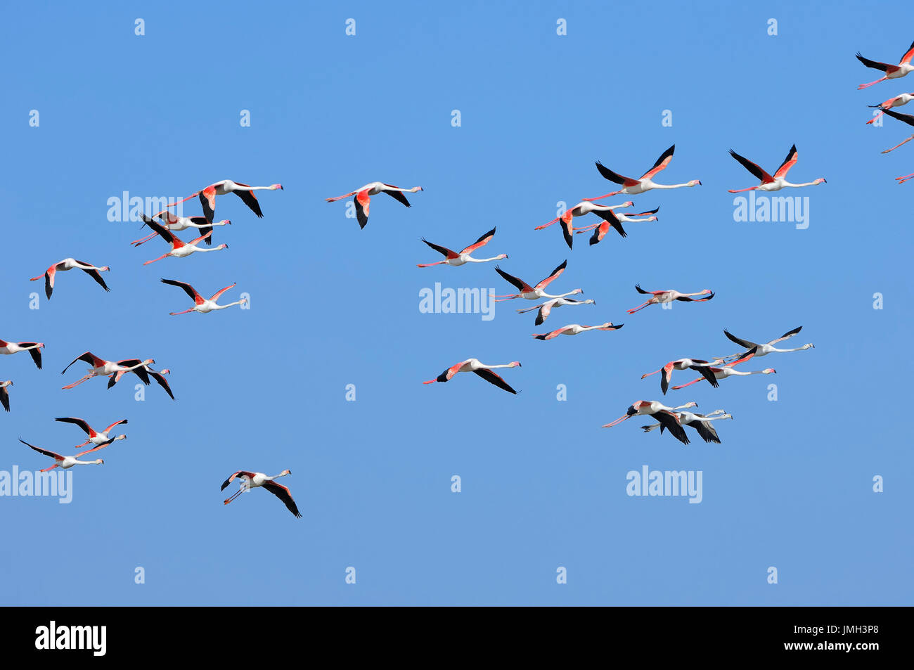 Greater Flamingo, Camargue, Provence, Southern France / (Phoenicopterus ruber roseus) | Rosaflamingo, Camargue, Provence, Suedfrankreich Stock Photo