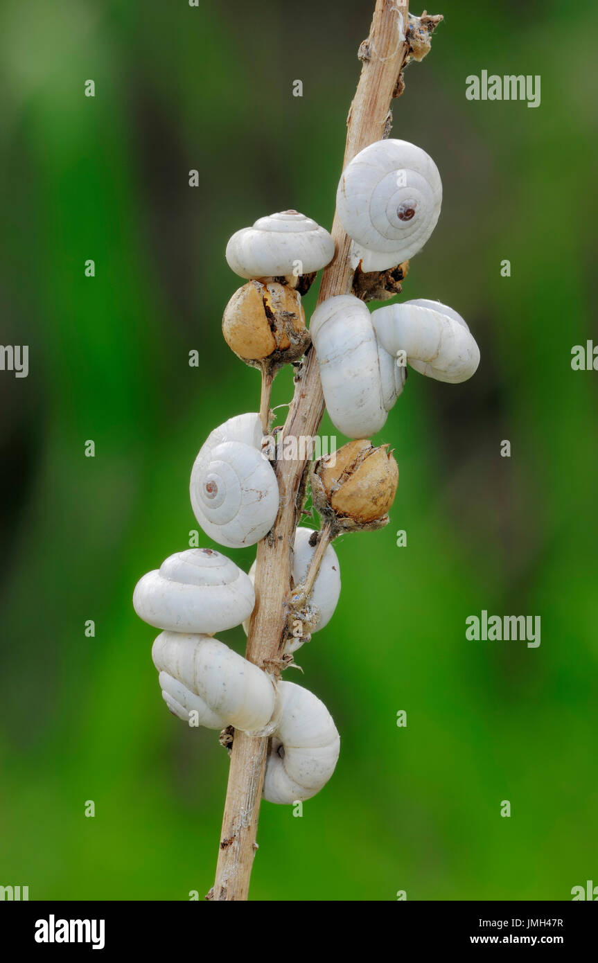 White Garden Snails on twig, Provence, Southern France / (Theba pisana