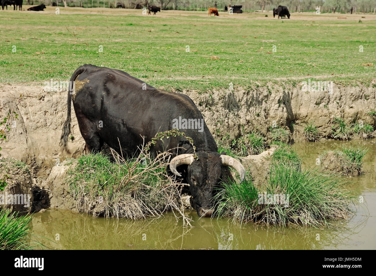 Camargue bull, Camargue, Provence, Southern France | Camargue-Stier, Camargue, Provence, Suedfrankreich Stock Photo