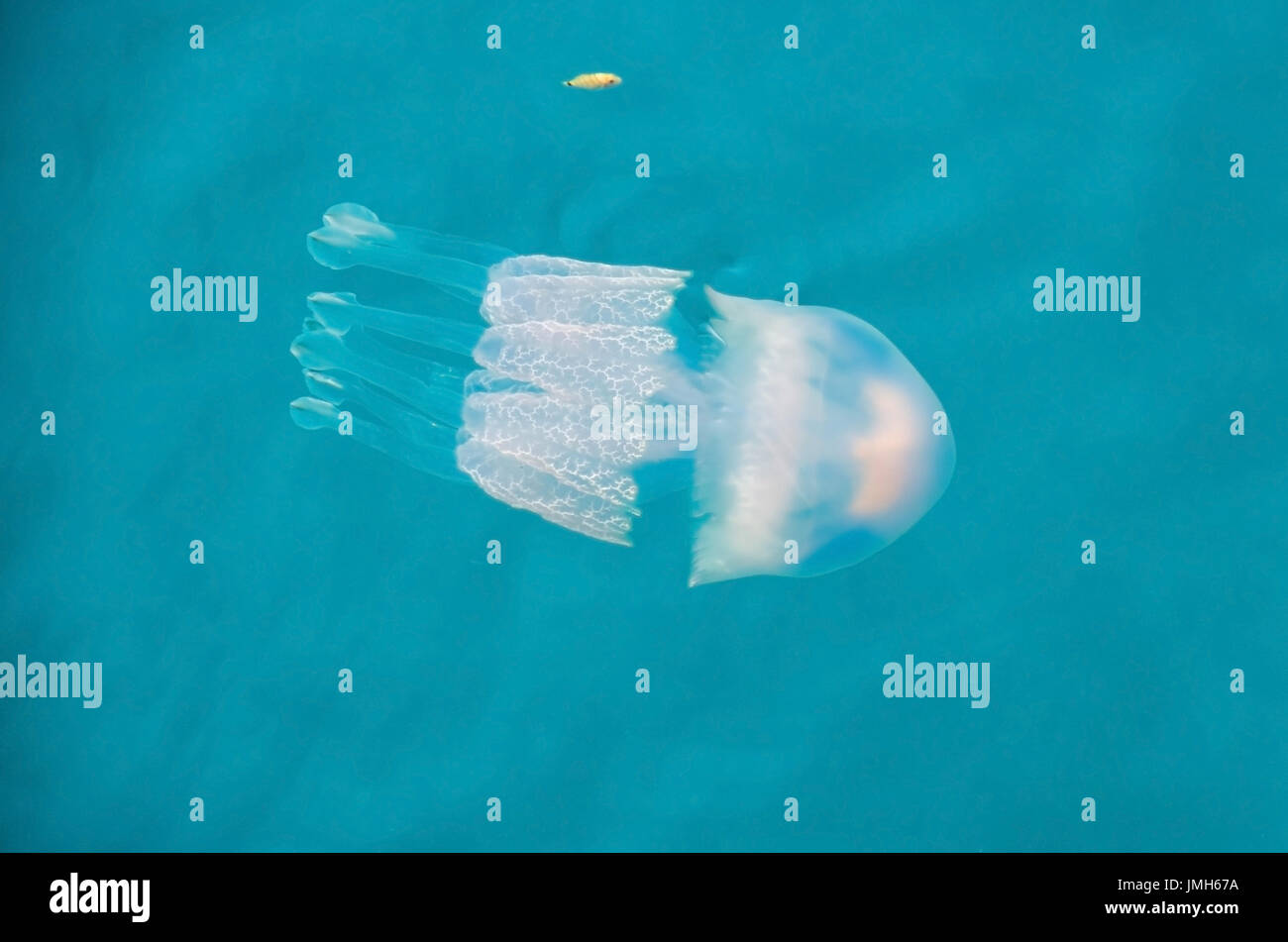 Jellyfish with its umbrella-shaped bell and trailing tentacles and a small jellow fish in the Ionian Sea near a seaside town Katakolo in West Greece. Stock Photo