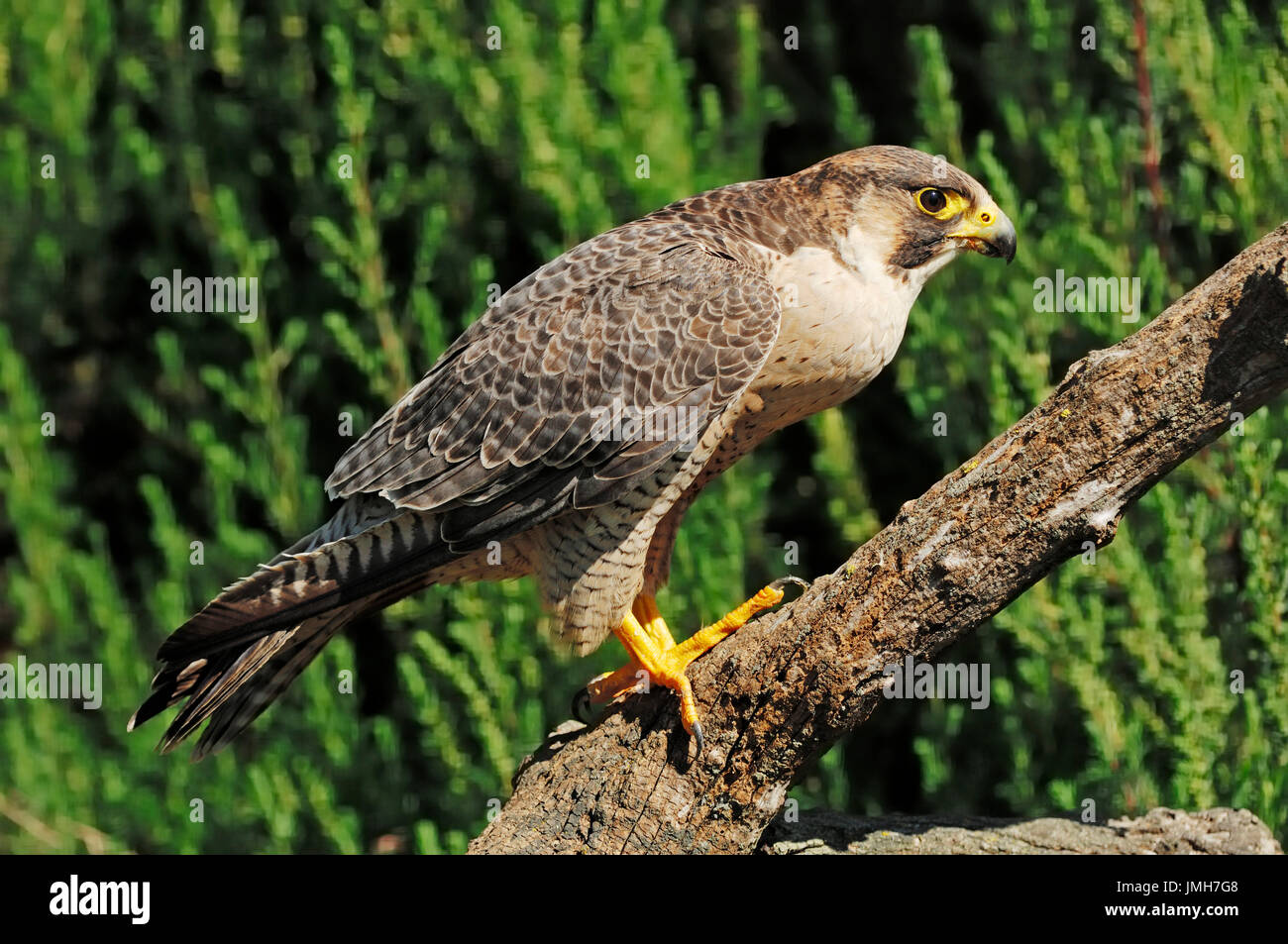 superstar femme blanche et rose gold