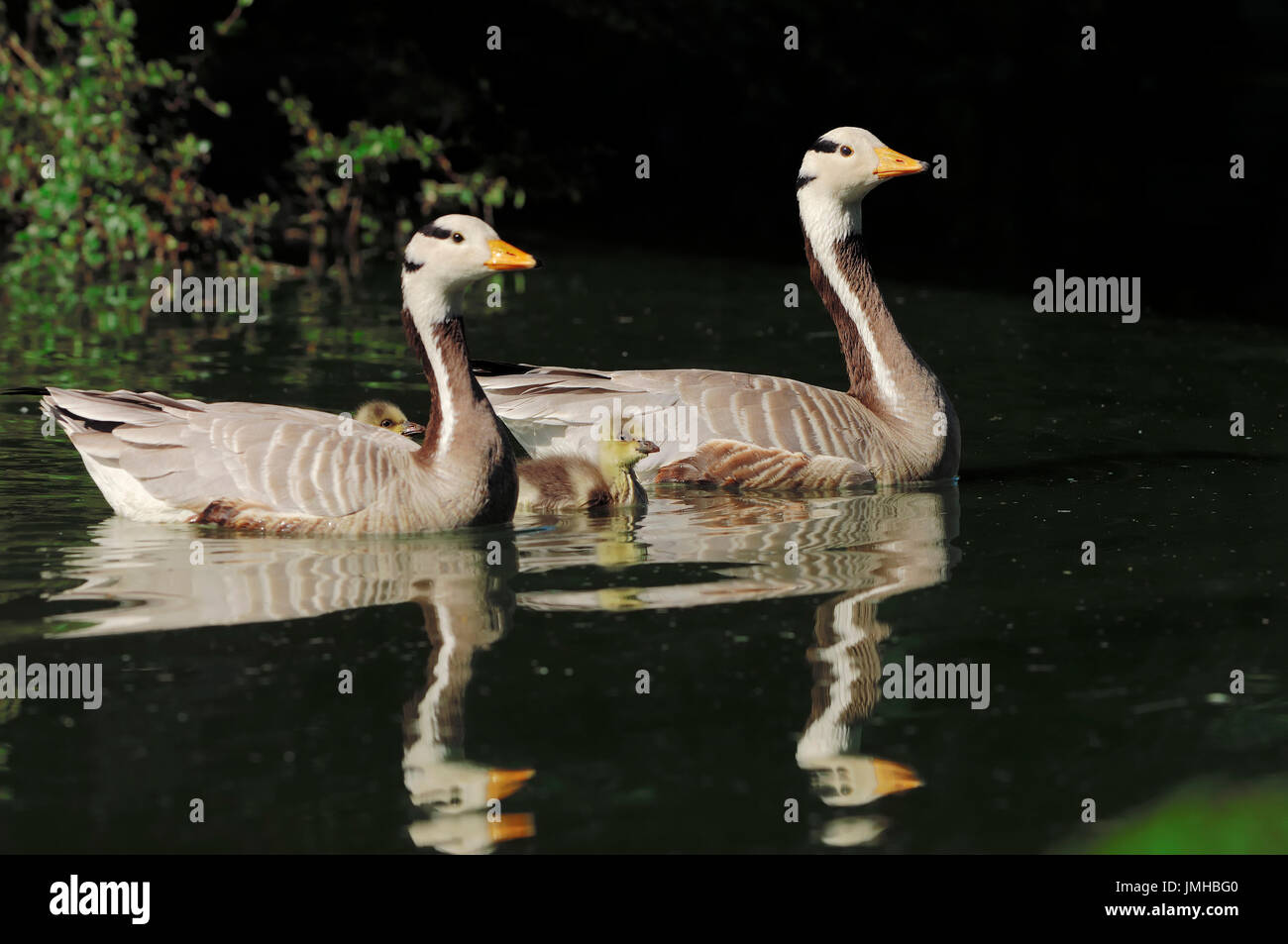 Bar-headed Goose, pair with chicks, North Rhine-Westphalia, Germany / (Anser indicus) | Streifengans, Paar mit Kueken / (Anser indicus) Stock Photo