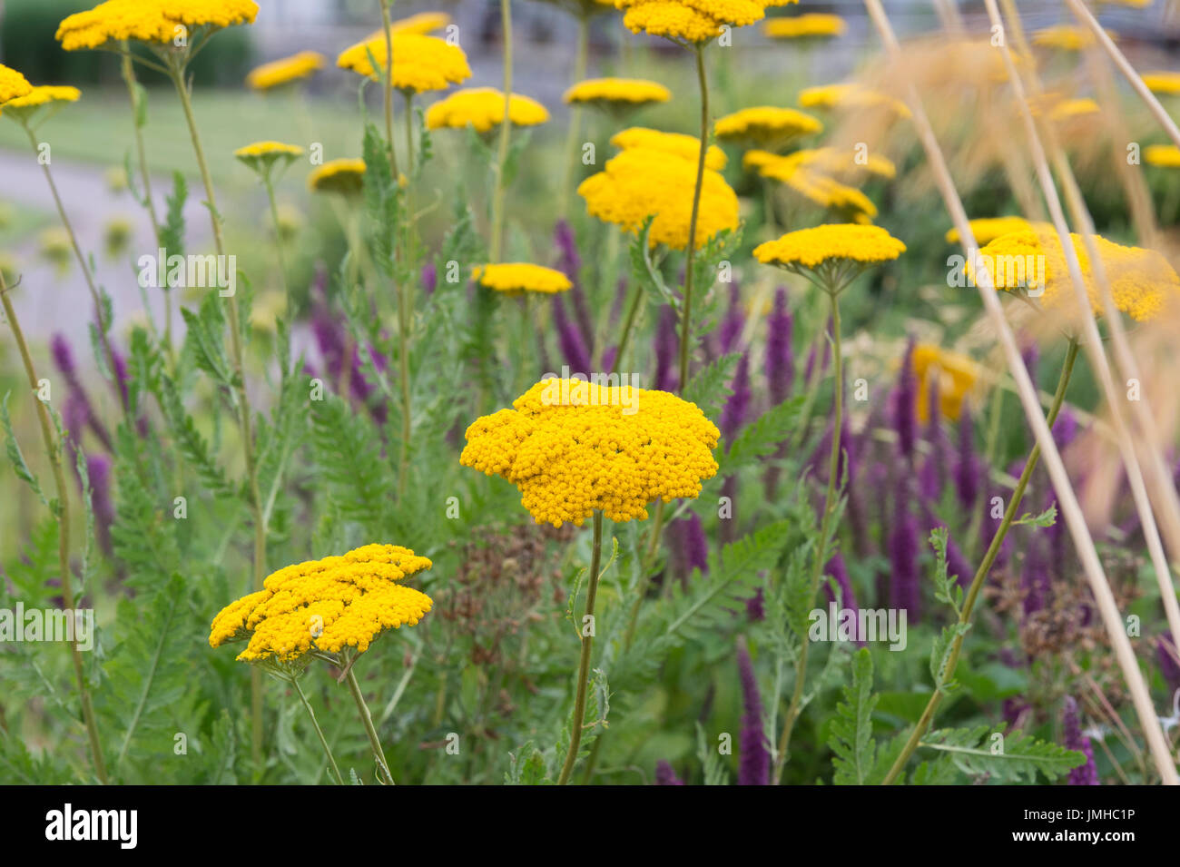 Achillea 'Coronation Gold'. Yarrow 'Coronation Gold' Flowers in a garden border. UK Stock Photo