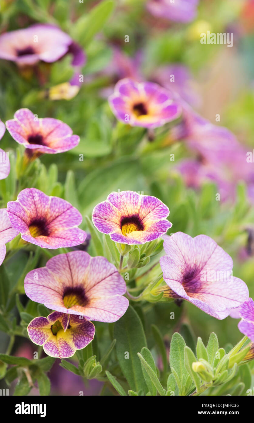 Calibrachoa Chameleon Blueberry Scone flowers in a hanging basket
