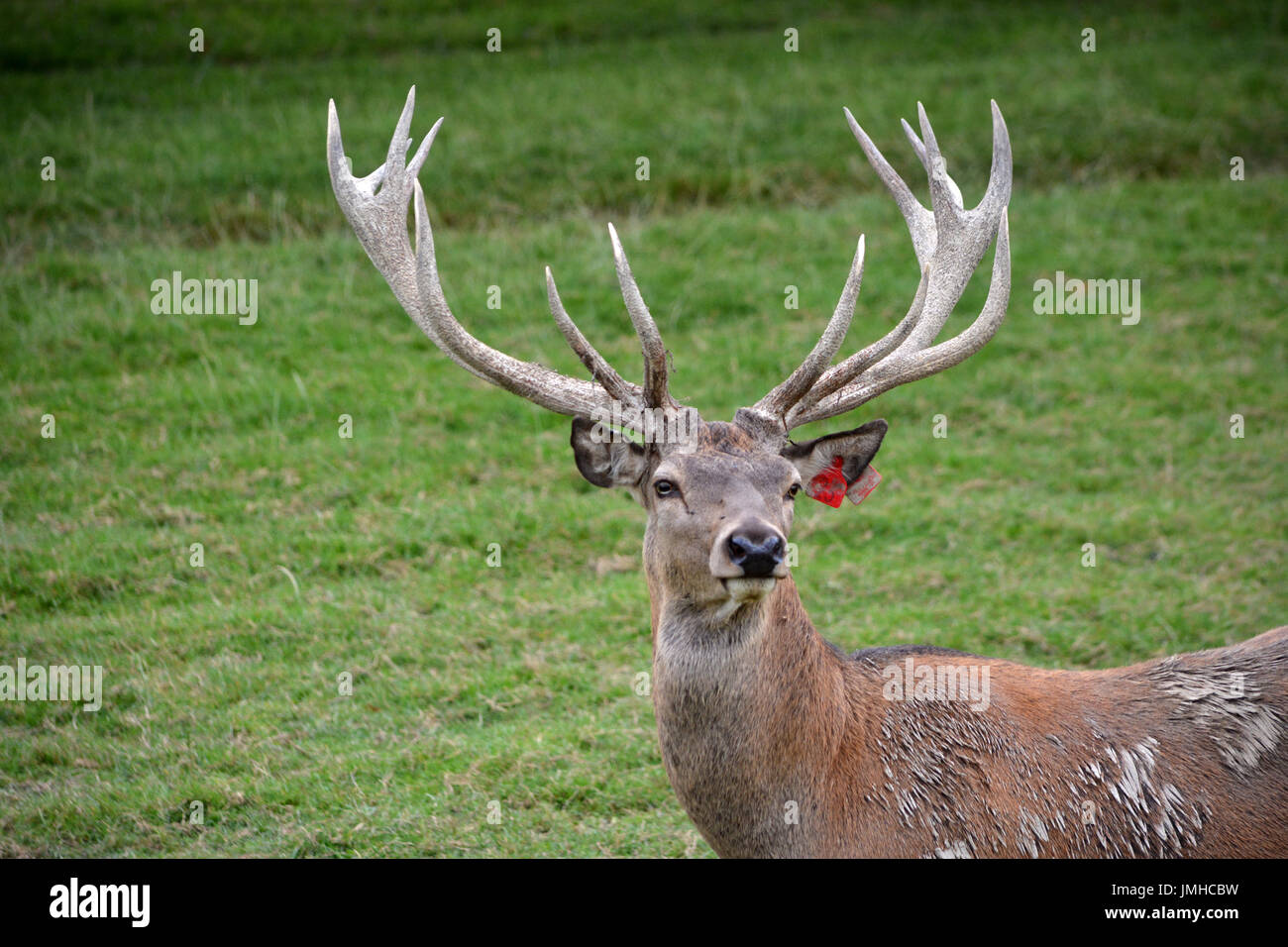 Red Deer at British Wildlife Centre Stock Photo