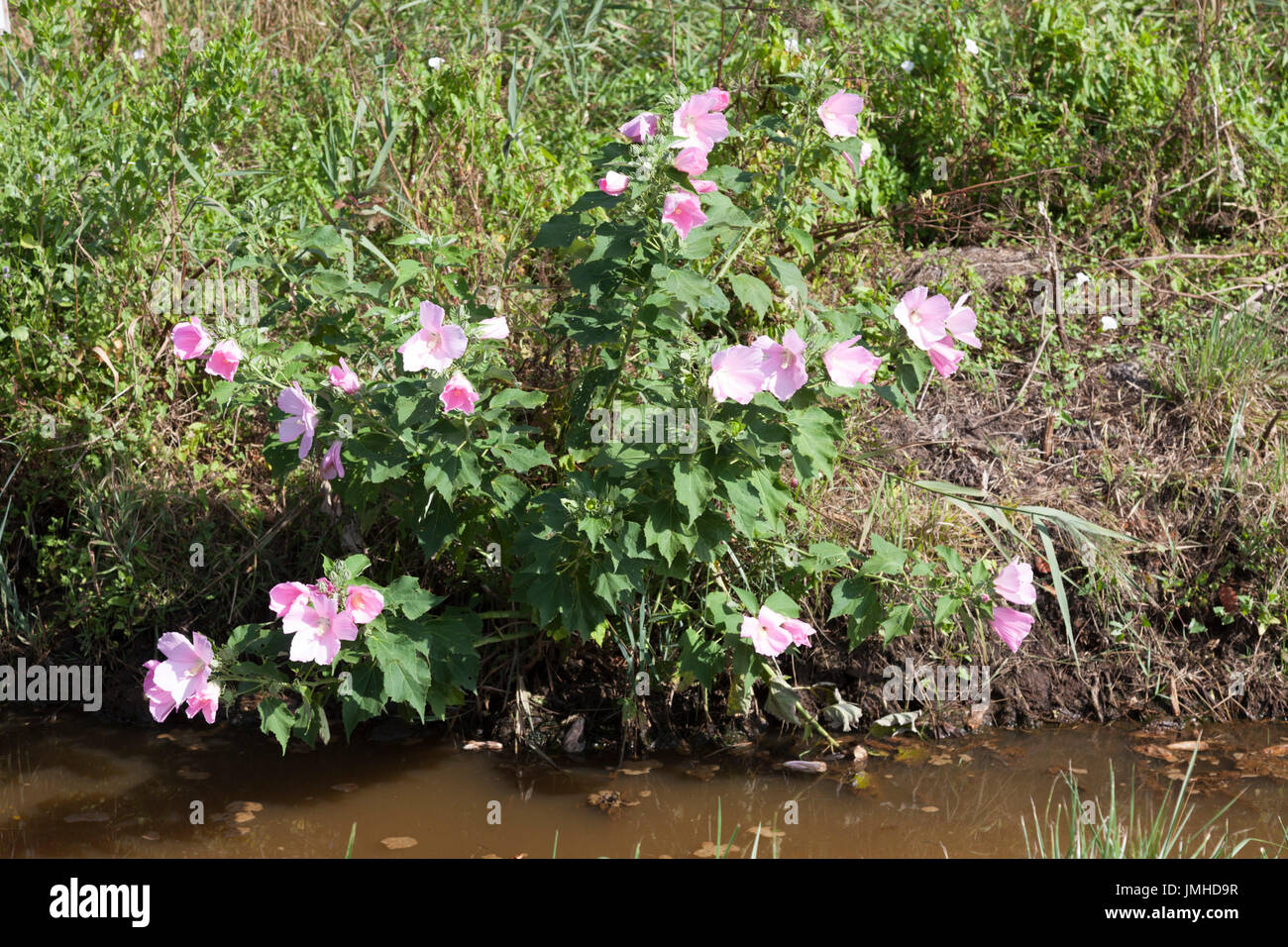 Fresh blown flowers of wild Hibiscus (Hibiscus moscheutos), in the "Barthes de Monbardon" (Hossegor - Landes - France). Always found in watery places. Stock Photo