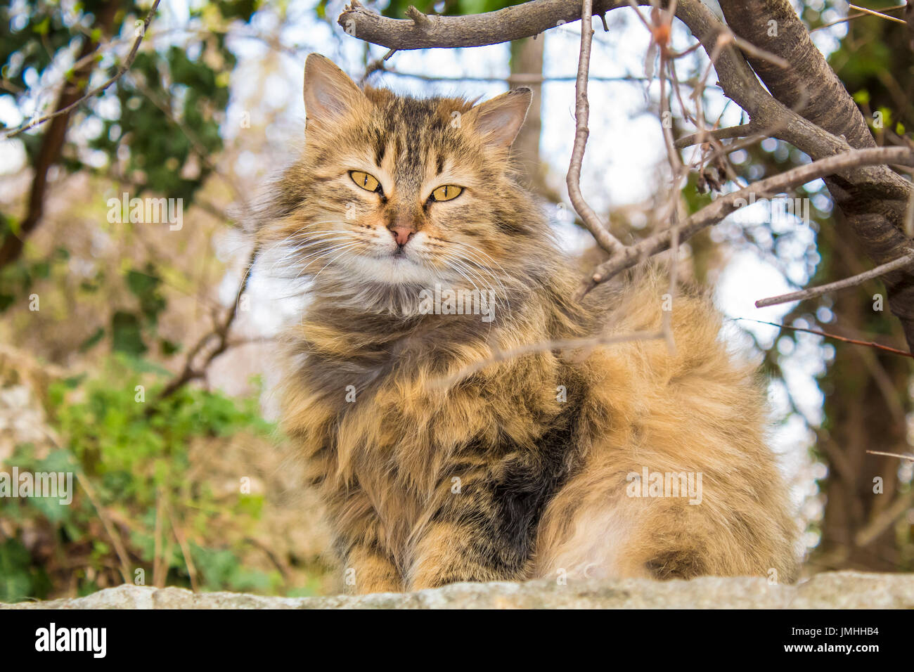 Beautiful Cat posing for photo session Stock Photo