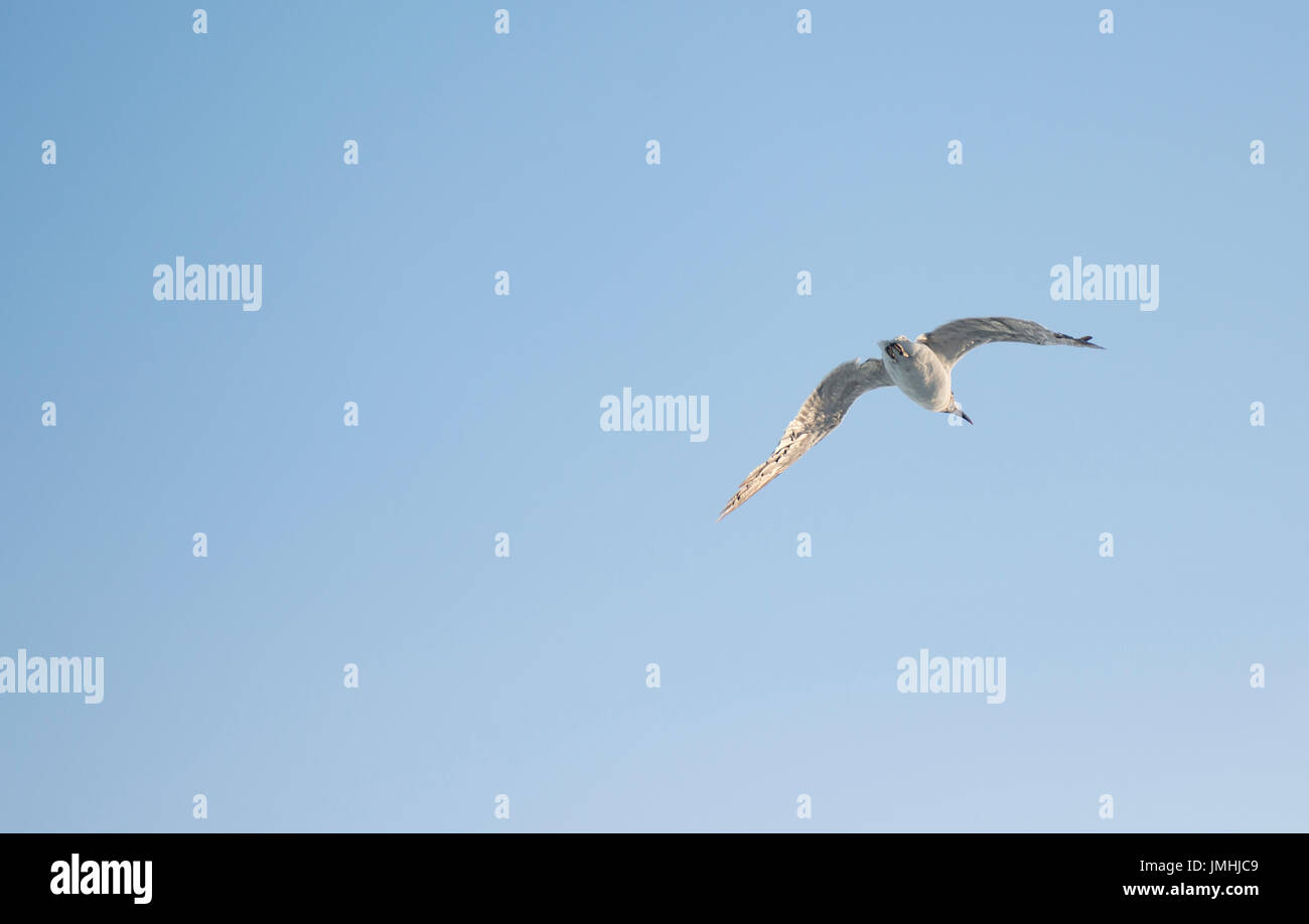 A beautiful seagull is in flight in a bright bue sky Stock Photo