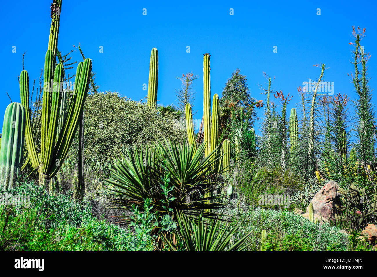 large-tall-cactus-plants-hi-res-stock-photography-and-images-alamy