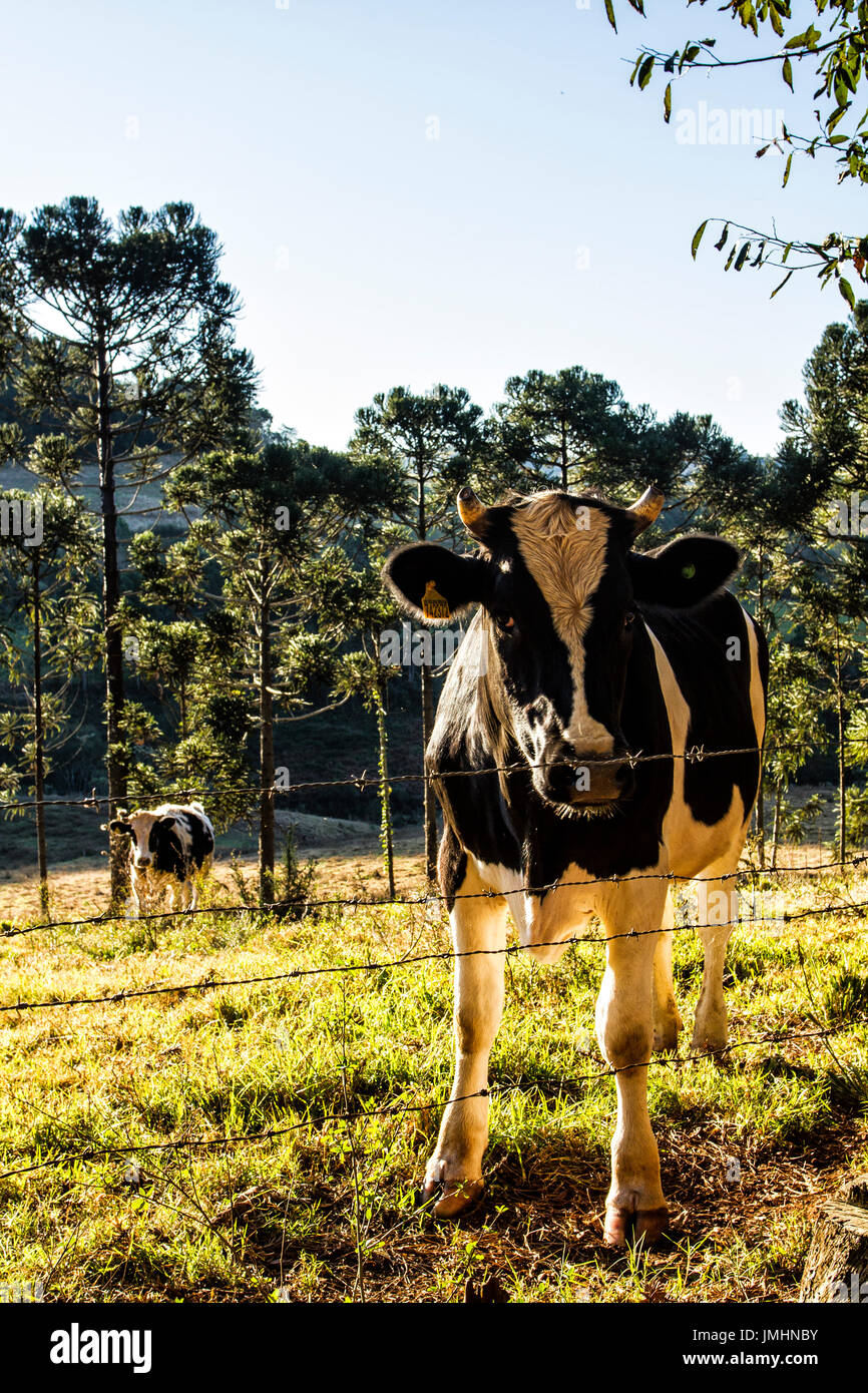 Cattle at Linha Babenberg. Treze Tilias, Santa Catarina, Brazil. Stock Photo