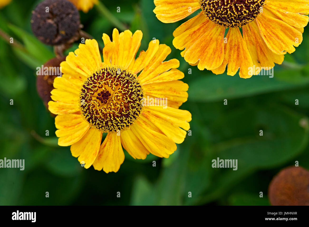 Coreopsis tinctoria hi-res stock photography and images - Alamy