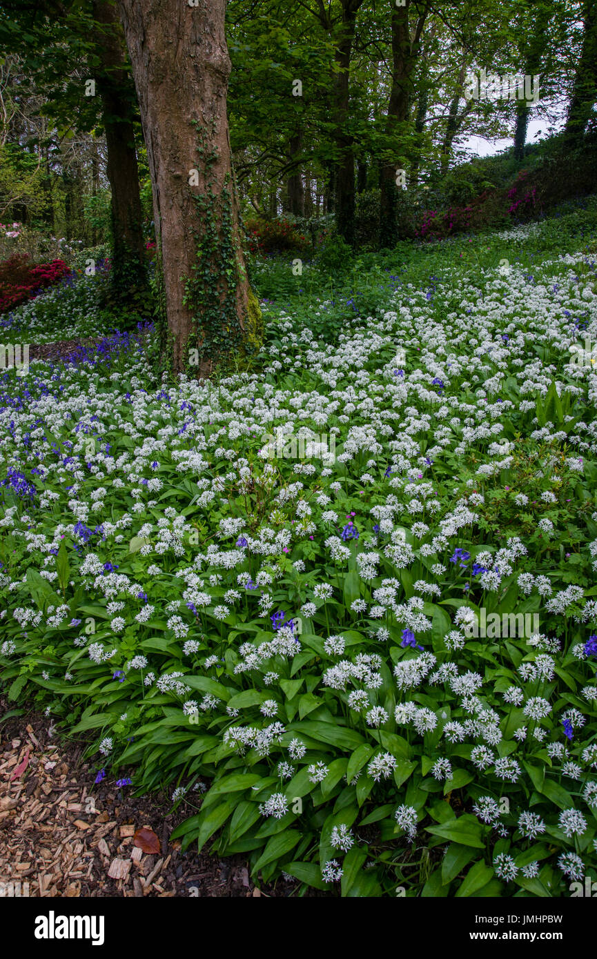 Wild Garlic in flower in spring Bonython estate gardens, Cornwall, UK