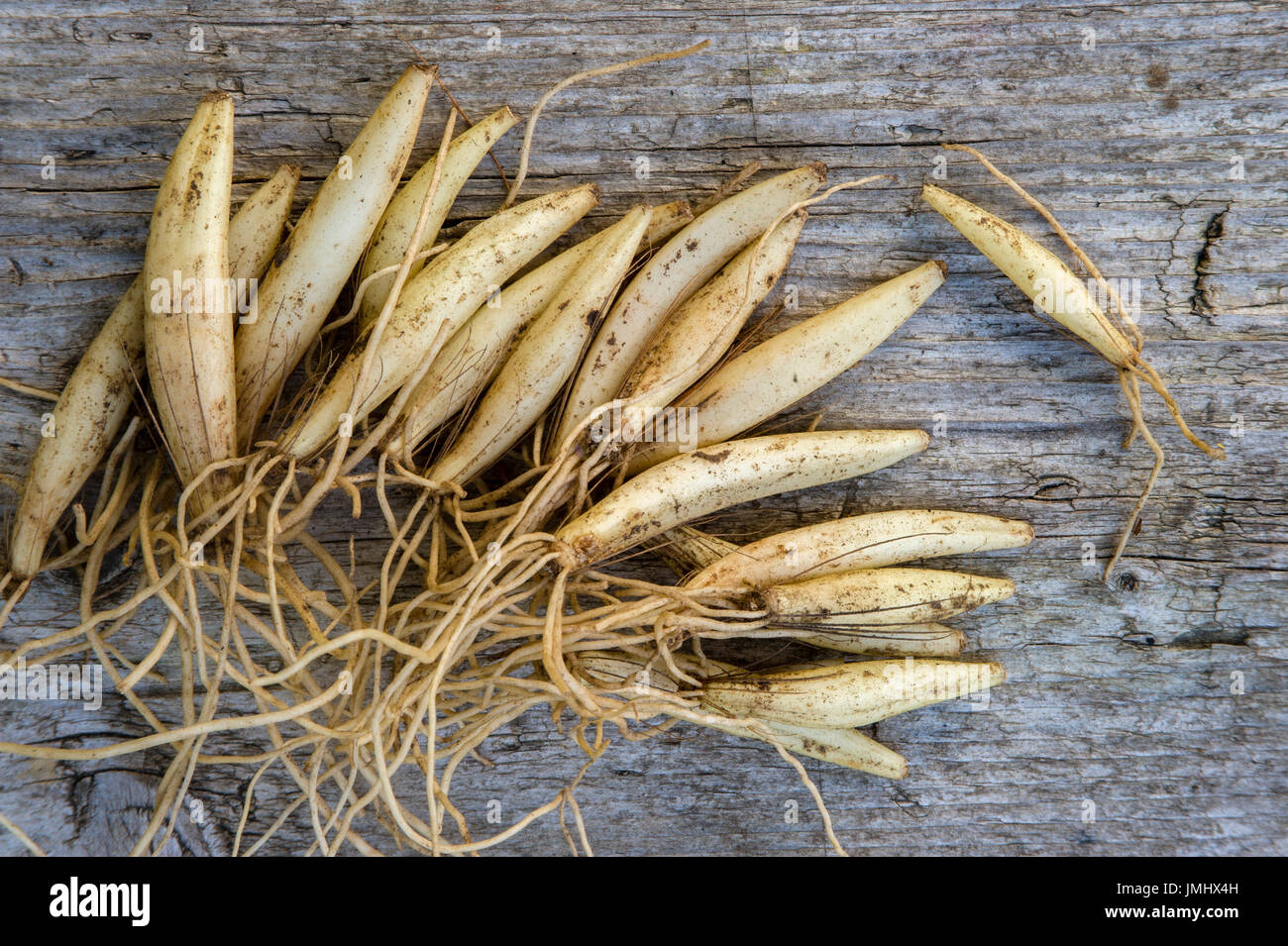 Allium - Wild garlic Stock Photo