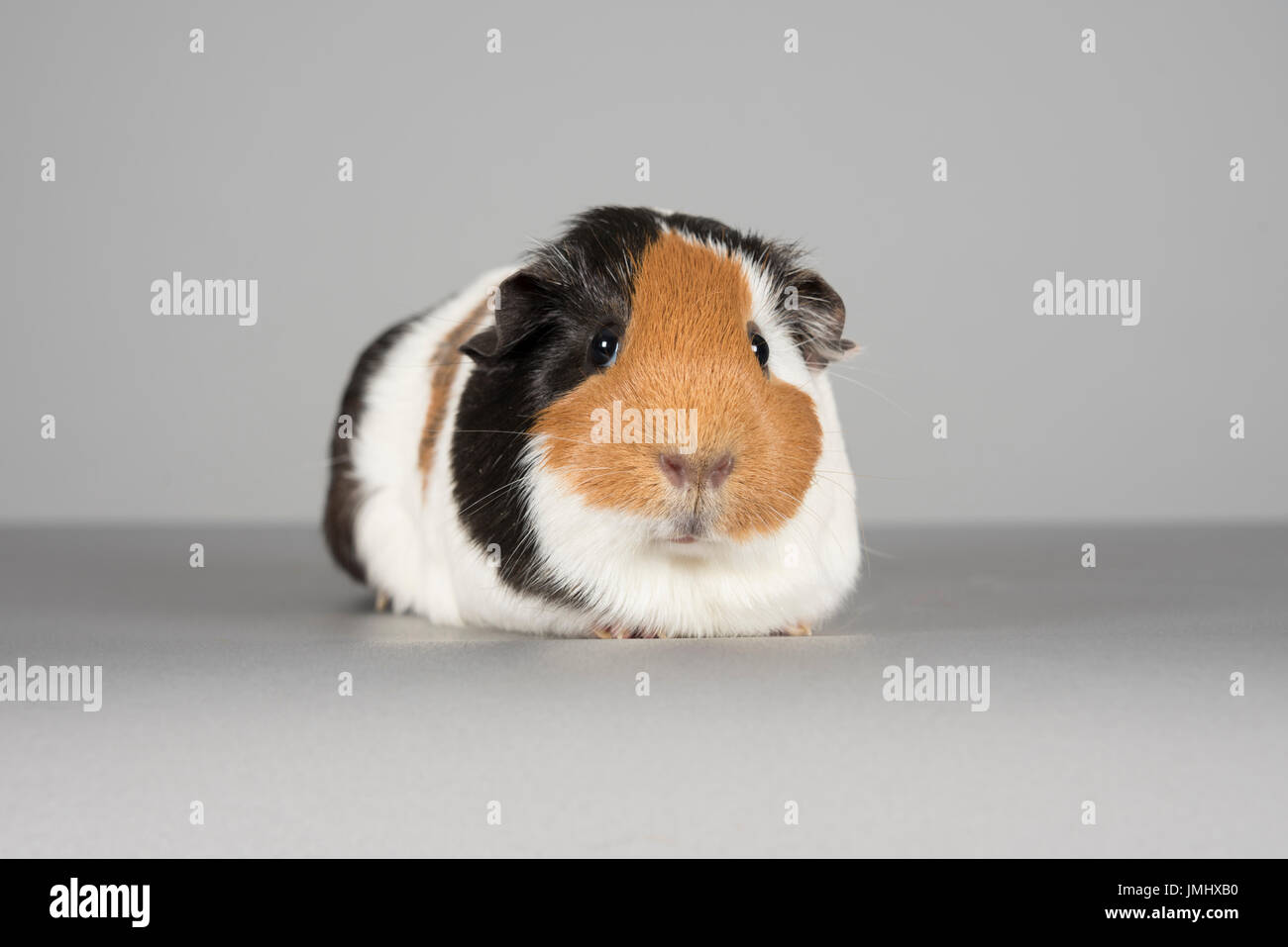 Guinea Pig, UK Stock Photo Alamy