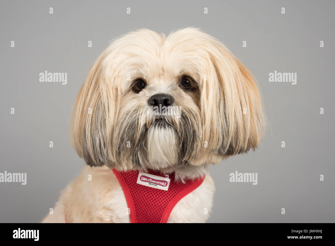 Portrait of a pet dog in the UK Stock Photo Alamy