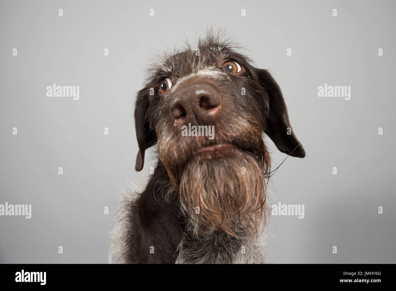 Portrait of a pointer pet dog in the UK Stock Photo
