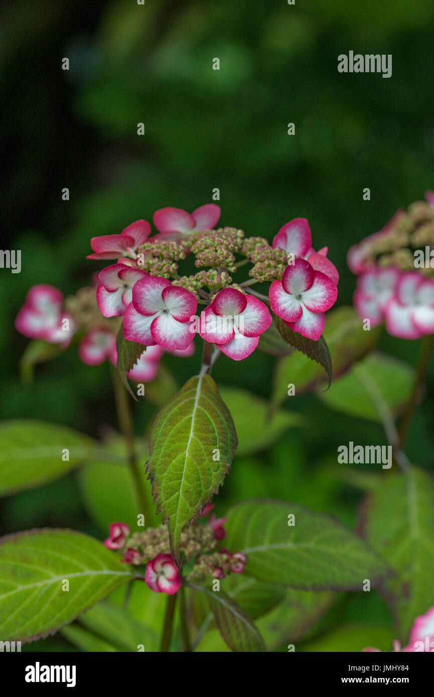 Hydrangea serrata 'Kiyosumi' Stock Photo Alamy